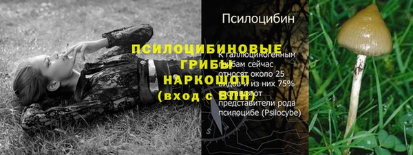 стаф Новокубанск
